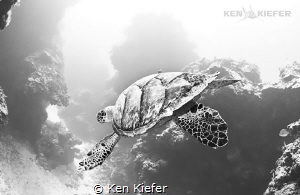 Hawksbill Turtle twisting and turning through coral pilla... by Ken Kiefer 